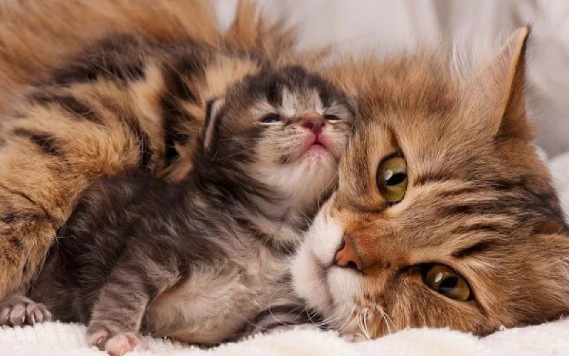 Hướng dẫn chăm sóc mèo con sơ sinh đến một tuổi