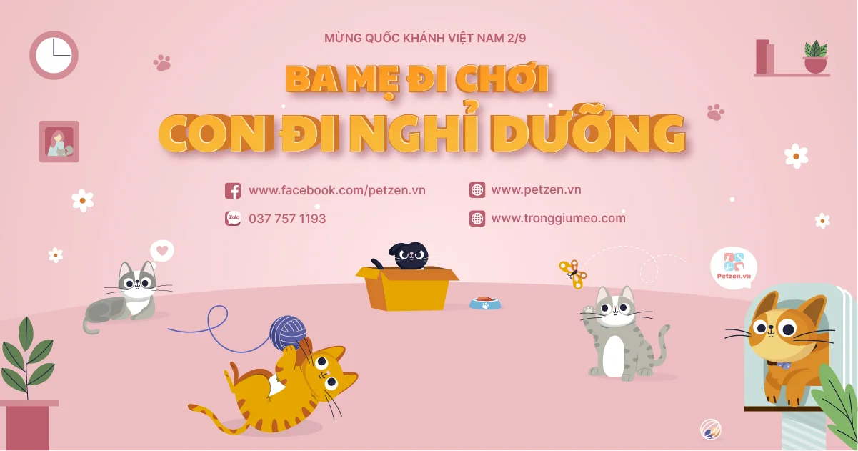 Trông giữ mèo ngày lễ Quốc khánh Việt Nam 2/9