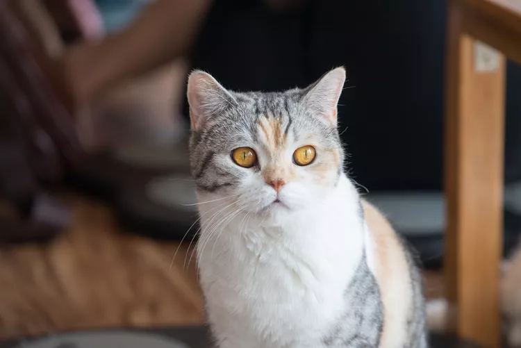 American Wirehair - Mèo Mỹ lông sợi