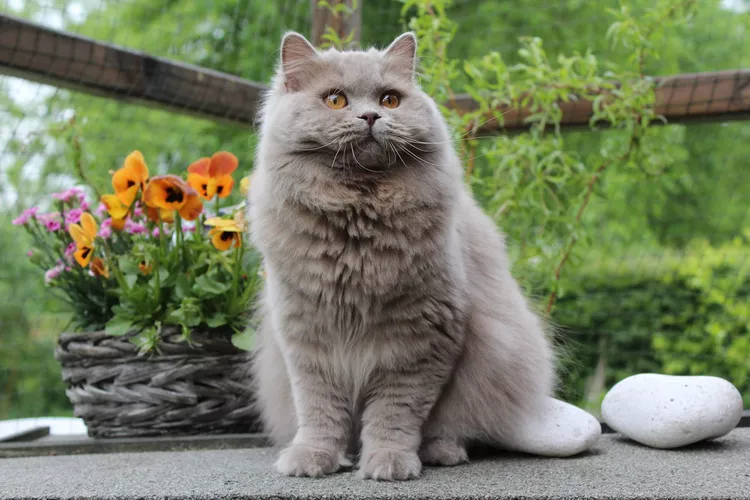 British Longhair - Mèo Anh lông dài